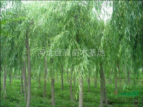 10公分垂柳價(jià)格 垂柳樹價(jià)格 垂柳圖片