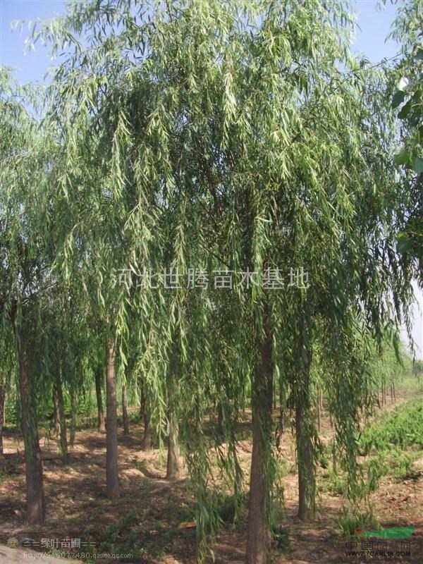 10公分垂柳價(jià)格 垂柳樹價(jià)格 垂柳圖片
