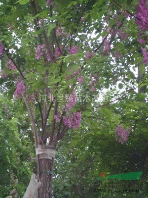 香花槐苗 香花槐樹苗價格 河北香花槐價格 嫁接香花槐價格