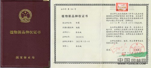 云南曲靖“紅霞楊”（金紅楊金黃楊彩楊黃紅楊紅葉楊）  