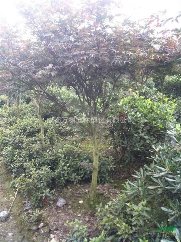 紅楓 供應(yīng)紅楓 紅楓照片 紅楓價(jià)格 紅楓行道