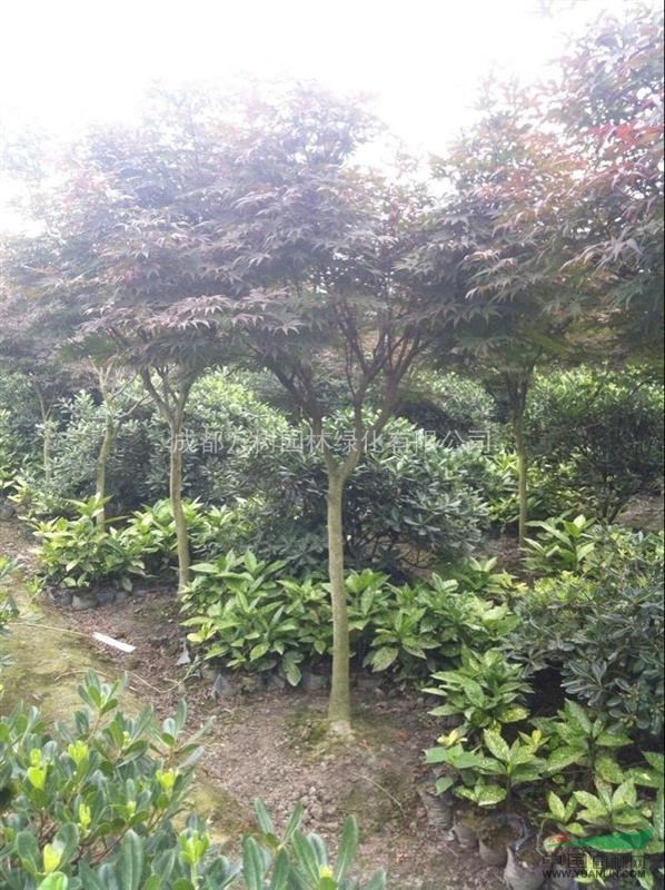 紅楓 供應(yīng)紅楓 紅楓照片 紅楓價(jià)格 紅楓行道