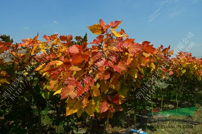 江蘇揚(yáng)州“紅霞楊”（黃紅楊紅葉楊）       