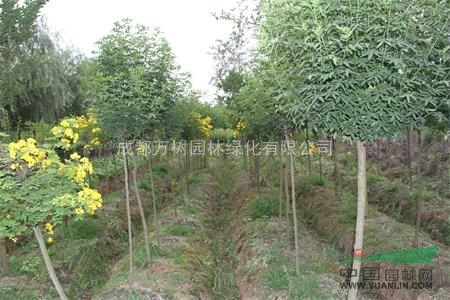 黃花槐 供應黃花槐 黃花槐價格 3-5公分黃花槐