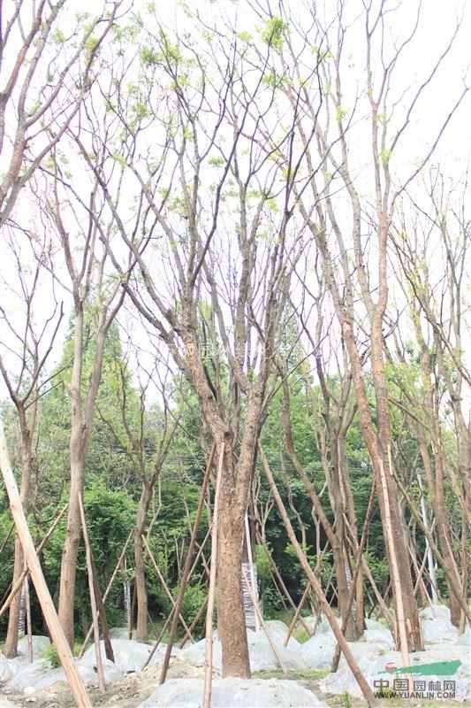 供應(yīng)黃連木 成都黃連木 黃連木照片 21-23公分黃連木