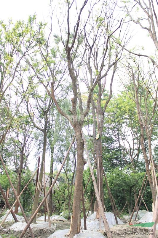 供應(yīng)黃連木 成都黃連木 黃連木照片 21-23公分黃連木