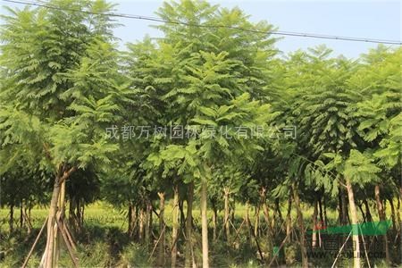 藍(lán)花楹 供應(yīng)藍(lán)花楹 成都藍(lán)花楹 8-10公分藍(lán)花楹 
