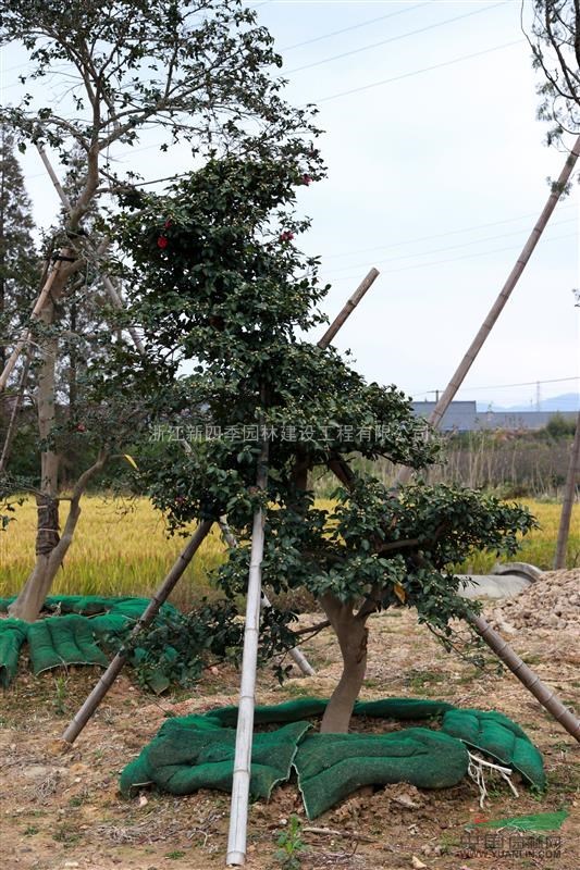 茶花，造型茶花，茶花價格，茶花供應(yīng)，造型茶花價格