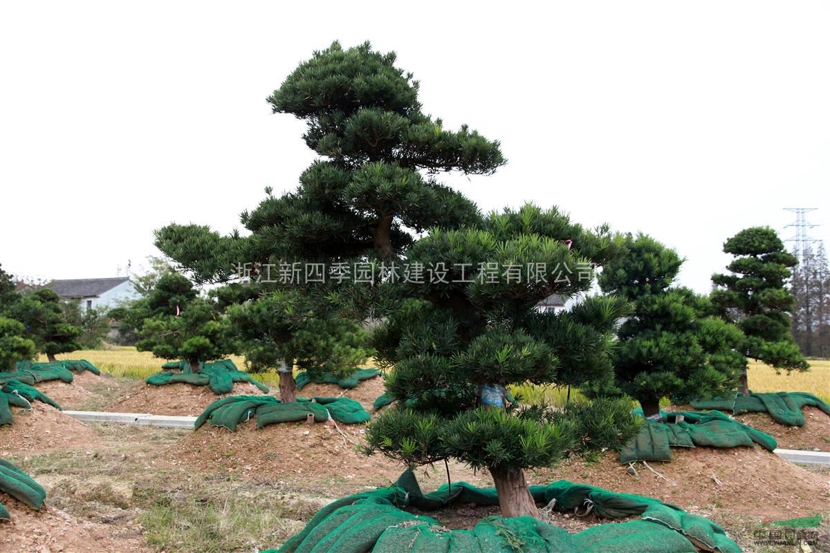 羅漢松，羅漢松價(jià)格，造型羅漢松價(jià)格，羅漢松供應(yīng)