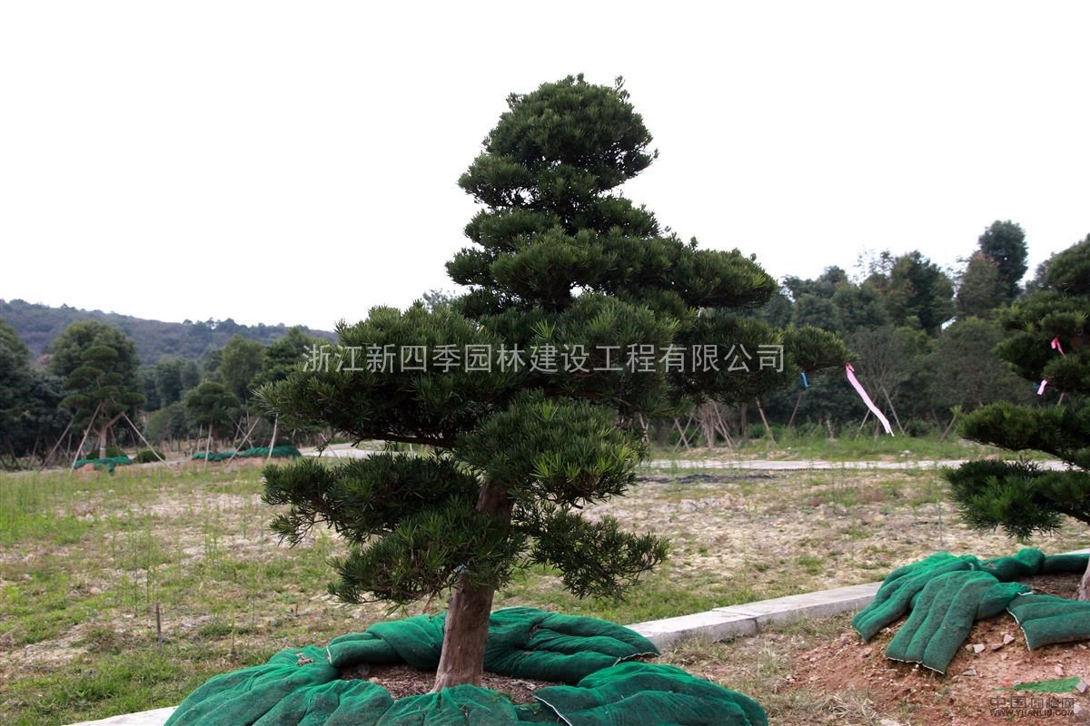 羅漢松，羅漢松價(jià)格，造型羅漢松價(jià)格，羅漢松供應(yīng)