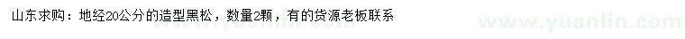 求購地徑20公分造型黑松