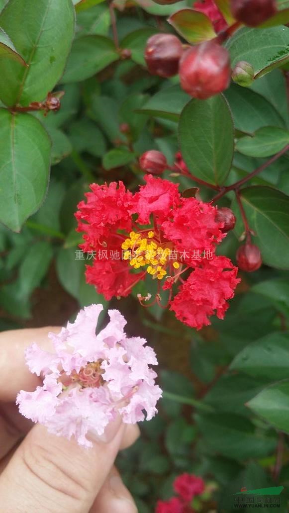 曼地亞紅豆杉小苗，雪松苗，紅火箭紫薇苗