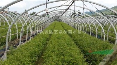 曼地亞紅豆杉小苗，紫薇小苗，南方紅豆杉小苗