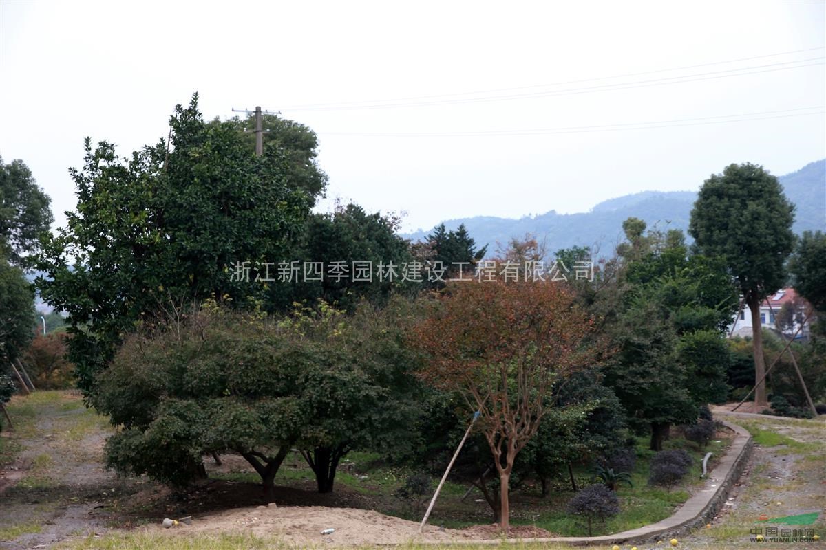 紫薇，紫薇供應(yīng)，2014年紫薇價(jià)格，浙江紫薇圖片