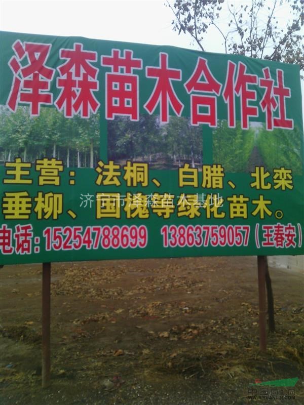 低價(jià)供應(yīng)：法桐。白臘。國槐。欒樹。柳樹。小苗。