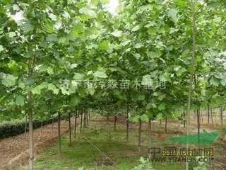 低價(jià)供應(yīng)：法桐。白臘。國槐。欒樹。柳樹。小苗。