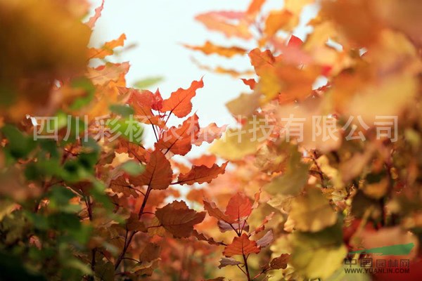浙江嘉興“紅霞楊”（金紅楊彩楊金黃楊）        