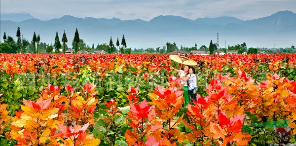 廣西玉林“紅霞楊”（全紅楊金黃楊金紅楊）      