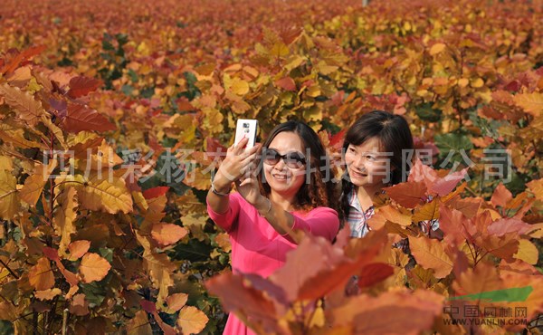 廣西百色“紅霞楊”（全紅楊金黃楊金紅楊）      