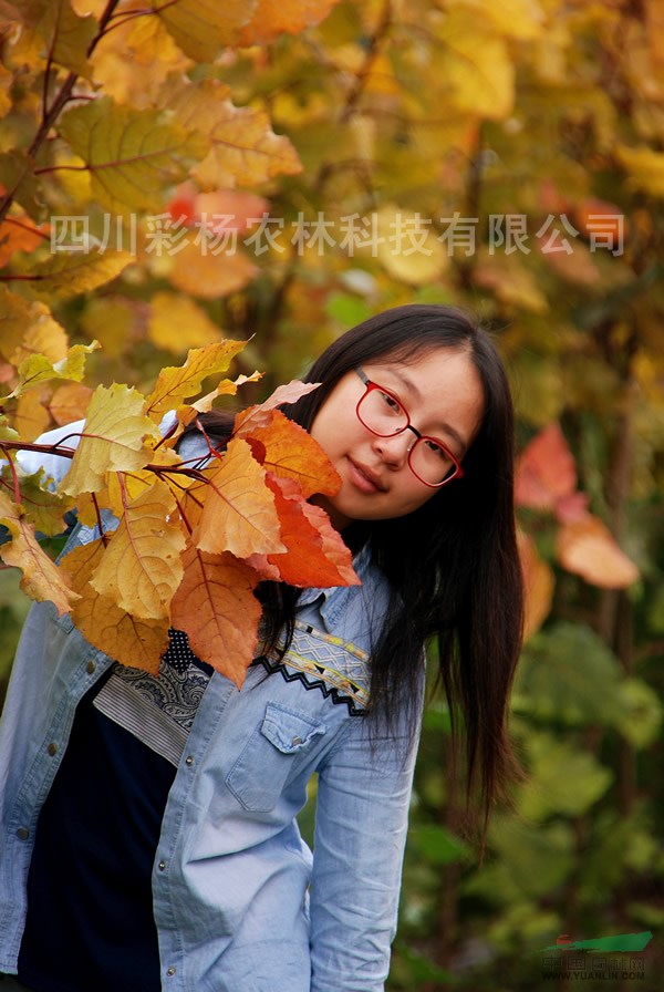 廣西崇左“紅霞楊”（全紅楊金紅楊紅葉楊）      