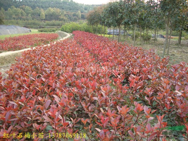 红叶石楠绿化小苗,红叶石楠,红叶石楠色块小苗,红叶石楠扦插苗