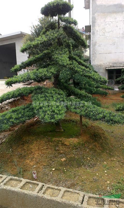 自家苗圃精品造型羅漢松,羅漢松,湖南羅漢松,湖南造型羅漢松