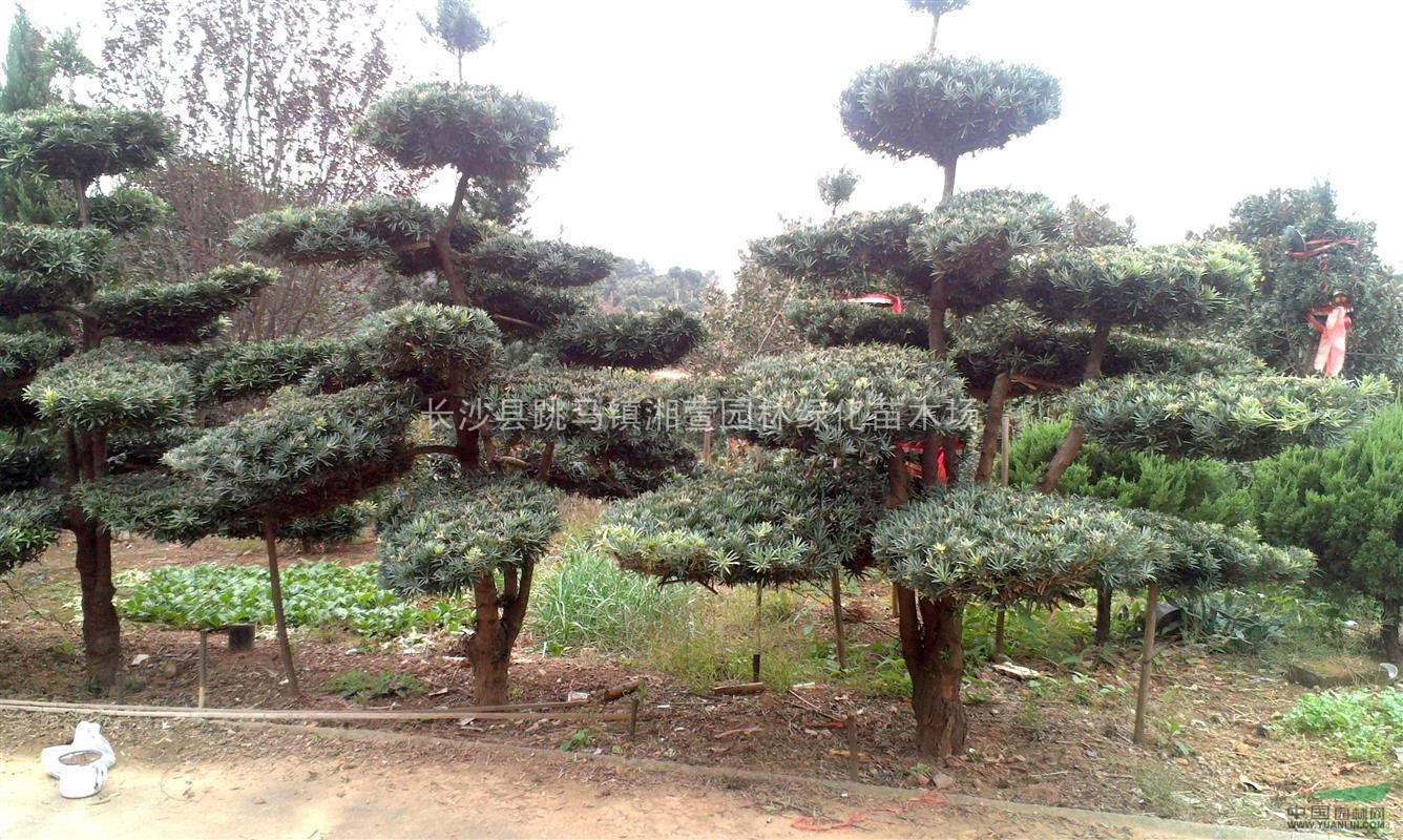 自家苗圃精品造型羅漢松,羅漢松,湖南羅漢松,湖南造型羅漢松