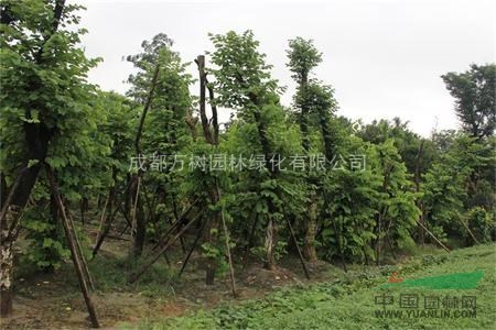 羊蹄甲 供應(yīng)紅花羊蹄甲  羊蹄甲照片