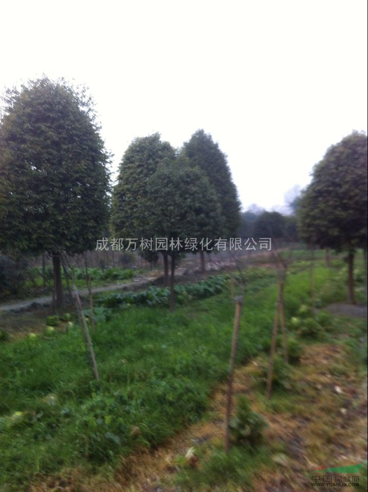 天竺桂 成都天竺桂 天竺桂價(jià)格 天竺桂行道樹