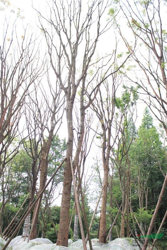 黃連木 供應(yīng)黃連木 黃連木苗圃貨 黃連木價(jià)格