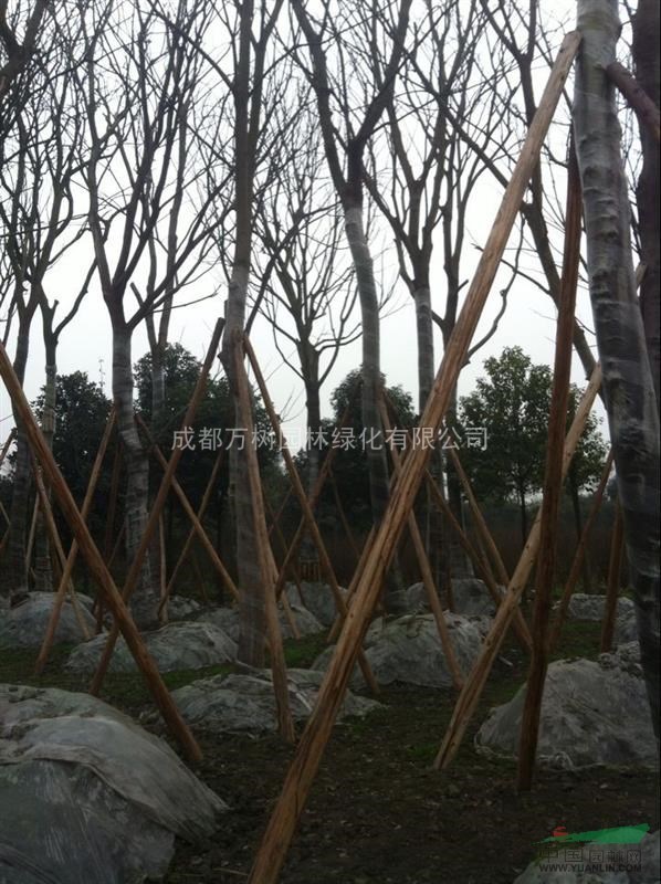 黃連木 供應(yīng)黃連木 黃連木苗圃貨 黃連木價(jià)格
