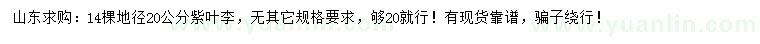 求購地徑20公分紫葉李