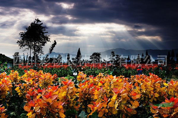 湖北咸寧“紅霞楊”種條（紅黃楊金紅楊金黃楊）      