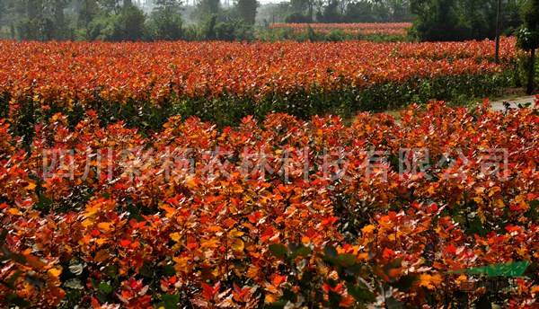 貴州遵義“紅霞楊”種條（紅黃楊金紅楊彩楊）