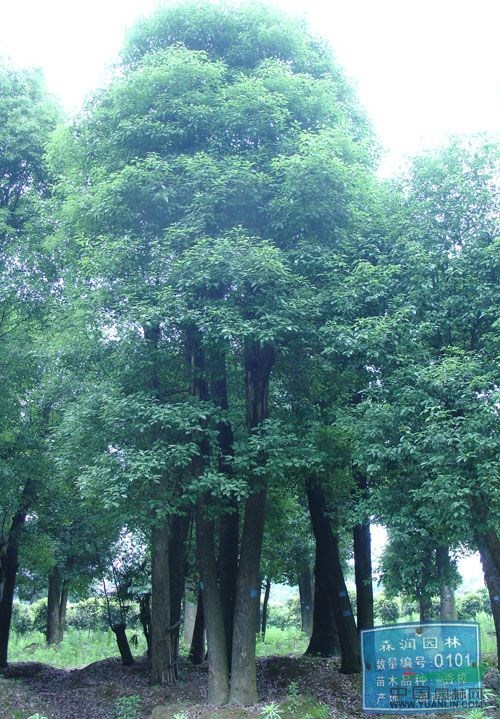 森潤園林0101號叢生三桿香樟