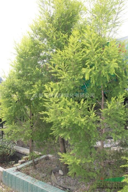 千層金 供應(yīng)成都千層金 8-10公分千層金 萬樹園林出售