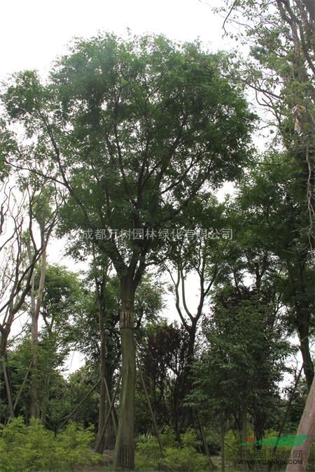 皂莢 供應(yīng)成都皂莢 皂莢工程樹 皂莢照片 皂莢價(jià)格