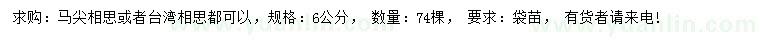 求購6公分馬尖相思或臺灣相思