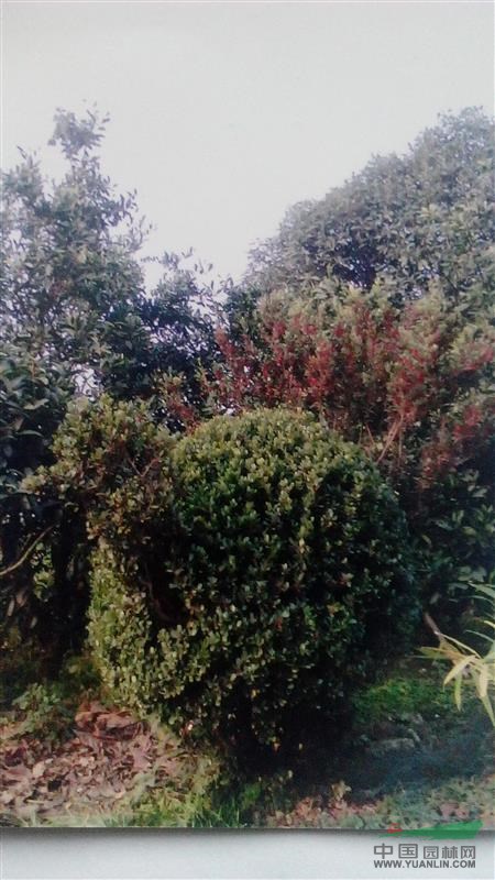 中华蚊母树高2M冠径1.2m孔雀造型景观树龄20余年!