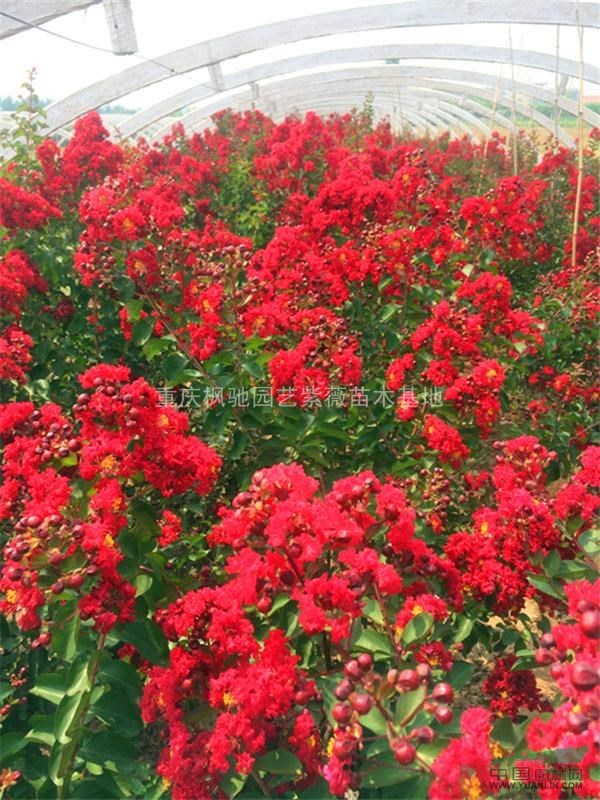 紅火箭紫薇批發(fā);紅火箭紫薇小苗；紅火箭紫薇大苗；紅火箭紫薇