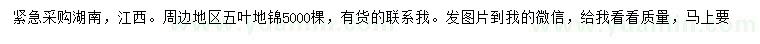 求購五葉地錦