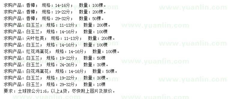 求購香樟、白玉蘭、尖葉杜英等
