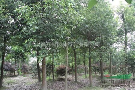 香樟 供應(yīng)香樟 成都香樟 香樟價格 香樟工程苗 萬樹園林售