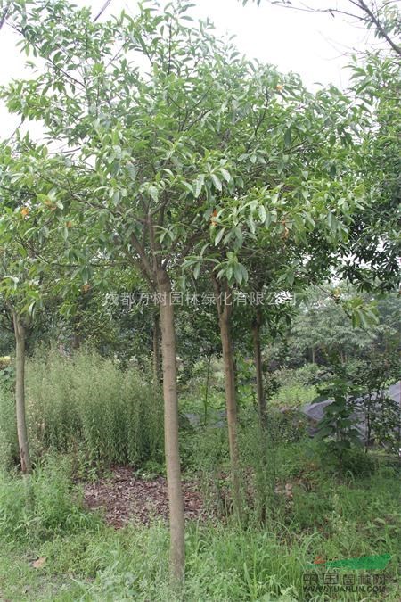 杜英 供應(yīng)杜英 杜英工程苗 杜英價(jià)格 萬(wàn)樹園林出售