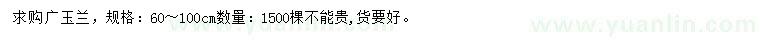 求購60-100公分廣玉蘭