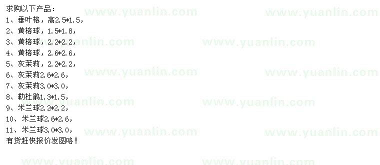 求購(gòu)垂葉榕、黃榕球、灰茉莉等