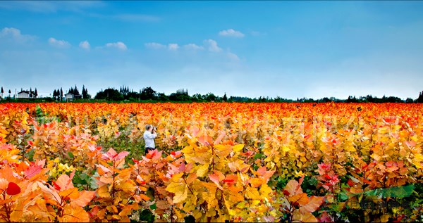 山東章丘“紅霞楊”種條（黃紅楊全紅楊彩楊金紅楊）