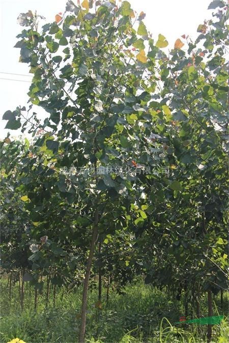 紅葉楊 供應(yīng)成都紅葉楊 紅葉楊價格 3-5公分紅葉楊