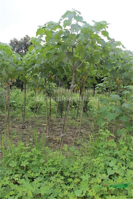 木芙蓉 供應(yīng)成都木芙蓉 2-4公分木芙蓉 木芙蓉價(jià)格 