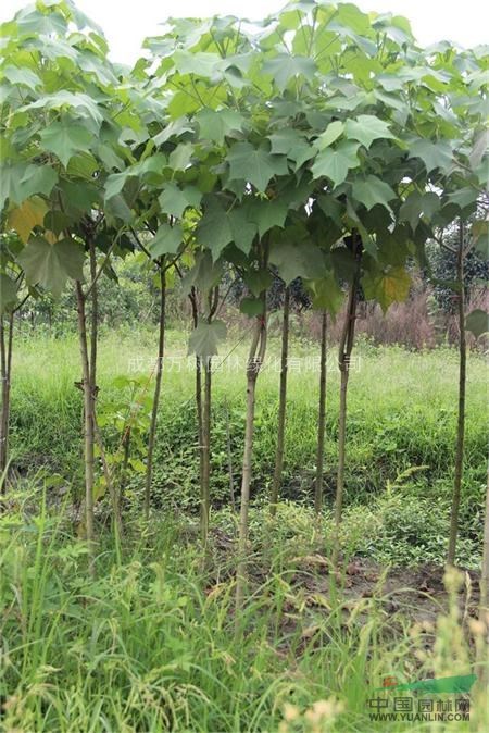 木芙蓉 供應(yīng)成都木芙蓉 2-4公分木芙蓉 木芙蓉價(jià)格 